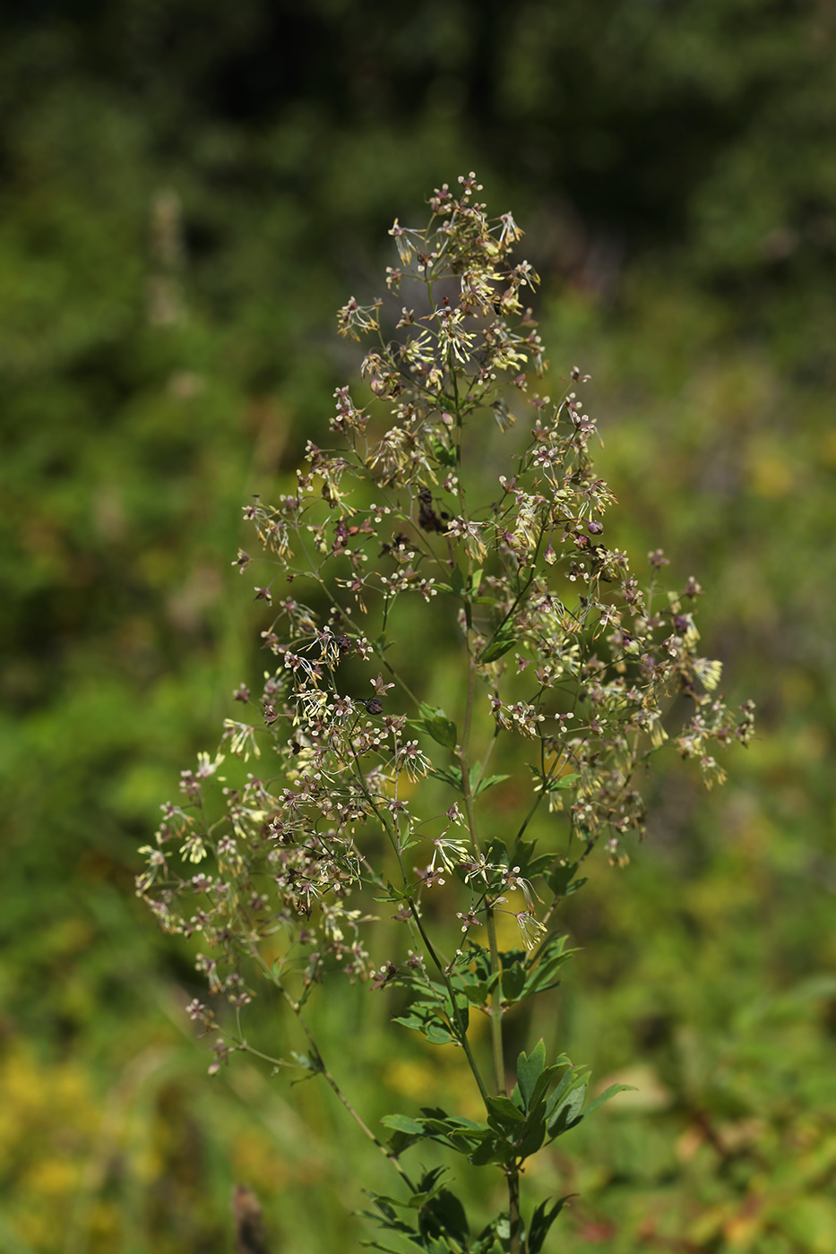 Image of Thalictrum minus specimen.