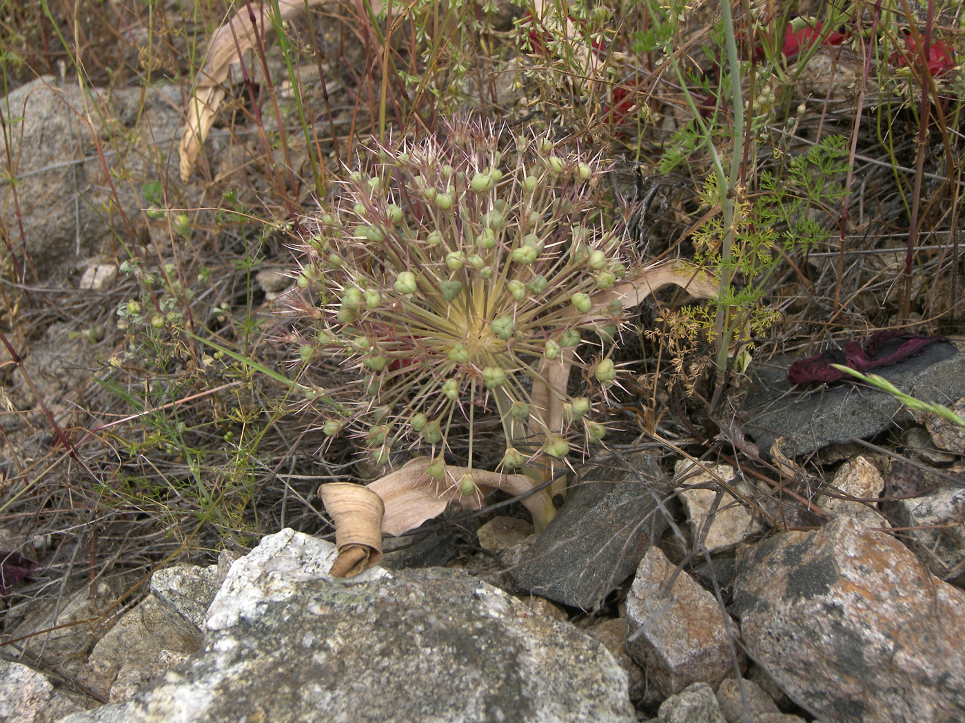 Изображение особи Allium materculae.