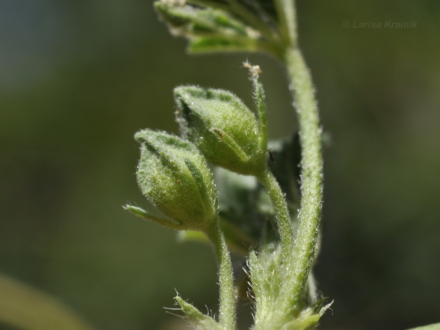 Изображение особи Malva neglecta.