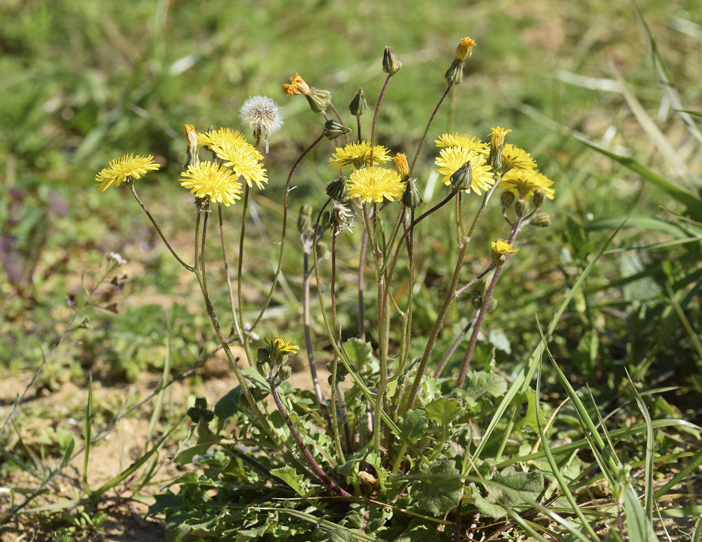 Image of Lagoseris sancta specimen.
