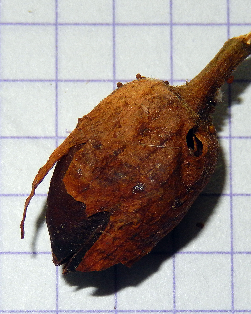 Image of Nicotiana tabacum specimen.