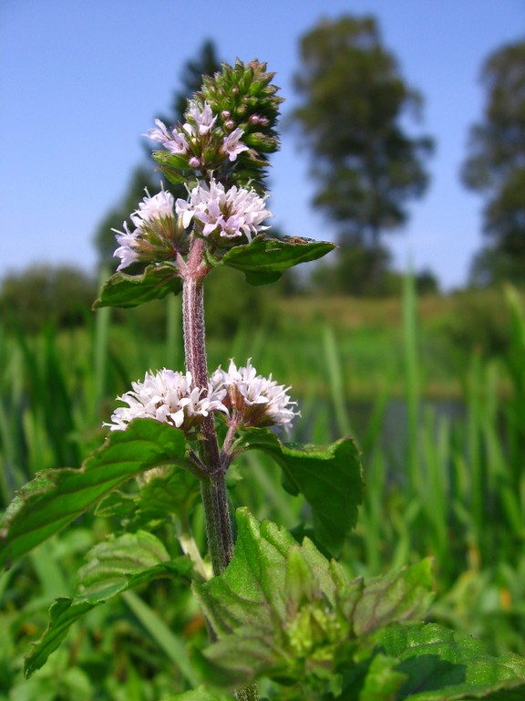 Image of Mentha aquatica specimen.