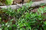 Ilex rugosa. Плодоносящее растение. Курильские о-ва, о. Итуруп, охотоморское побережье, окр. пос. Лесозаводское, хвойно-широколиственный лес. 19.09.2019.