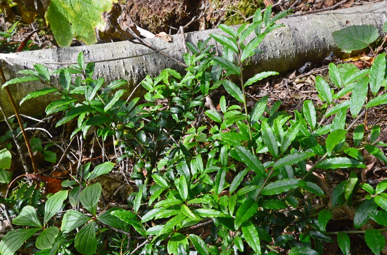 Image of Ilex rugosa specimen.