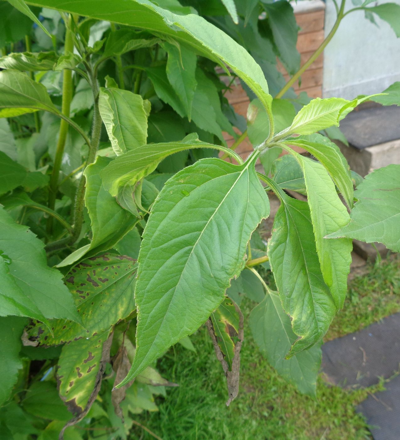 Изображение особи Helianthus tuberosus.