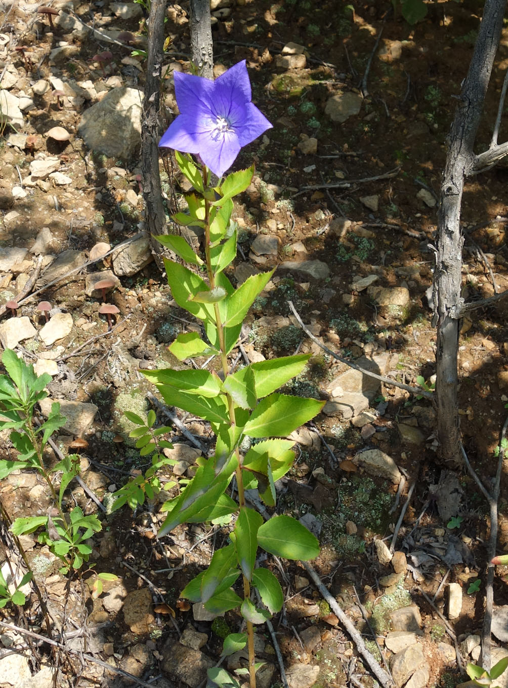 Image of Platycodon grandiflorus specimen.