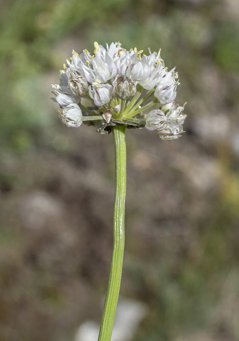 Изображение особи род Allium.