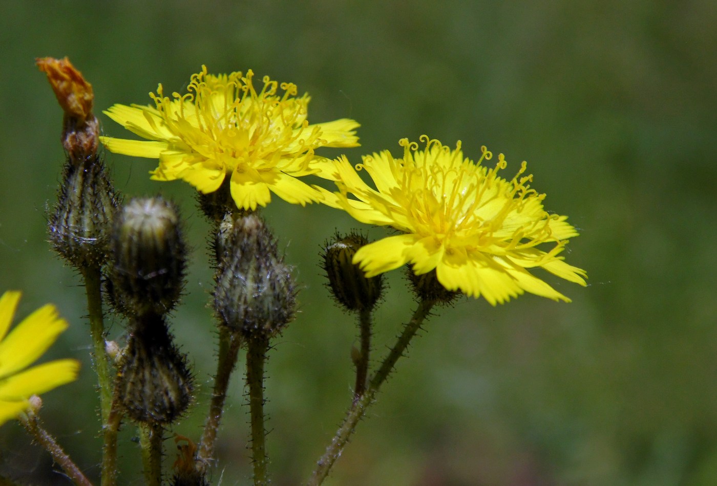 Image of genus Pilosella specimen.