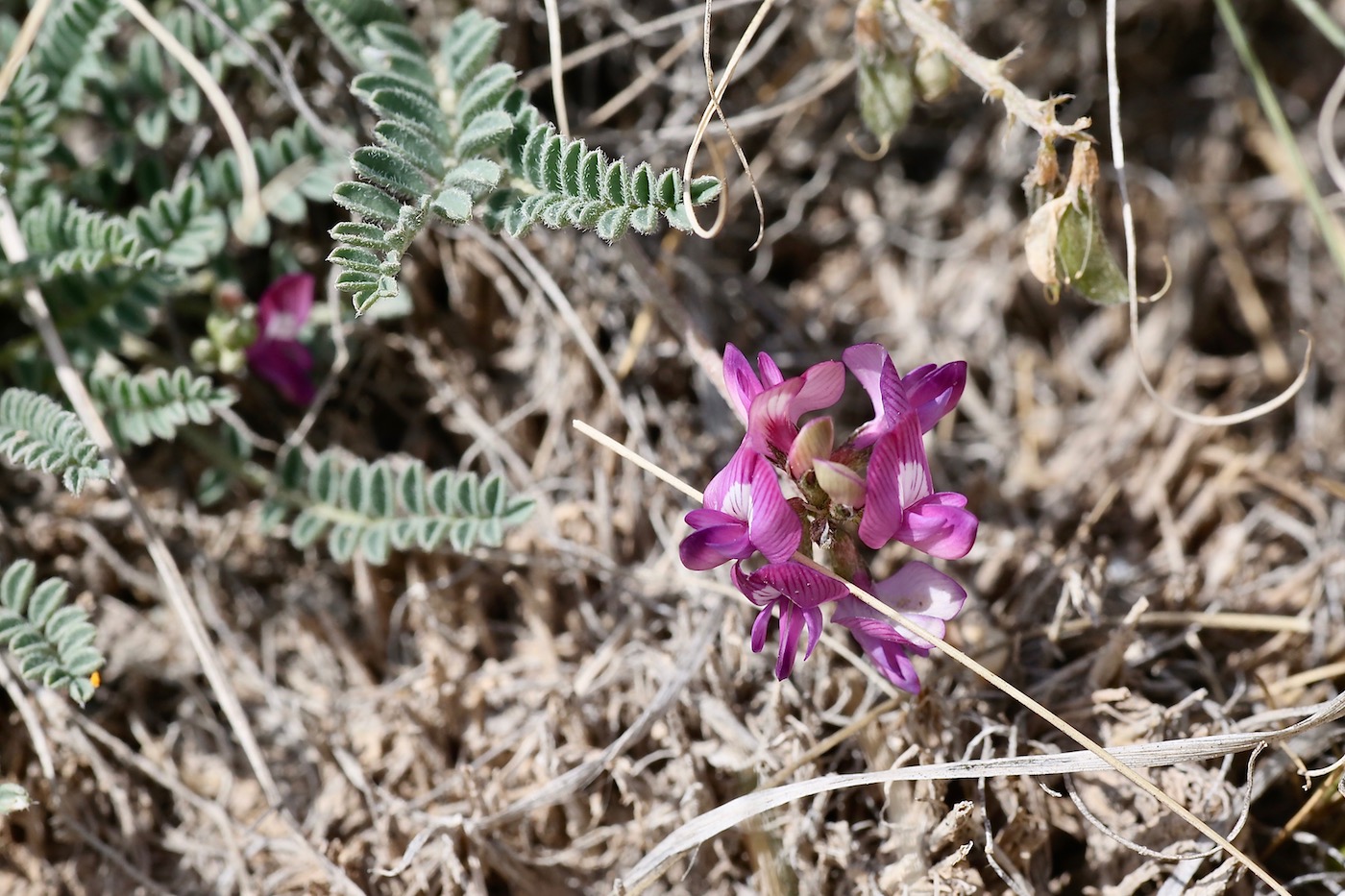 Изображение особи Astragalus kuschakewiczii.