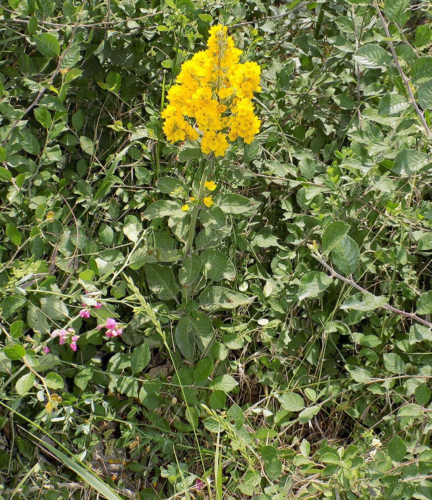 Изображение особи Lysimachia verticillaris.