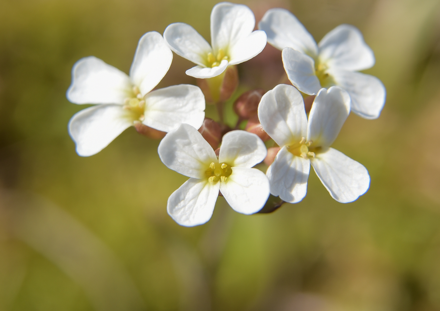 Image of Arabidopsis petraea specimen.