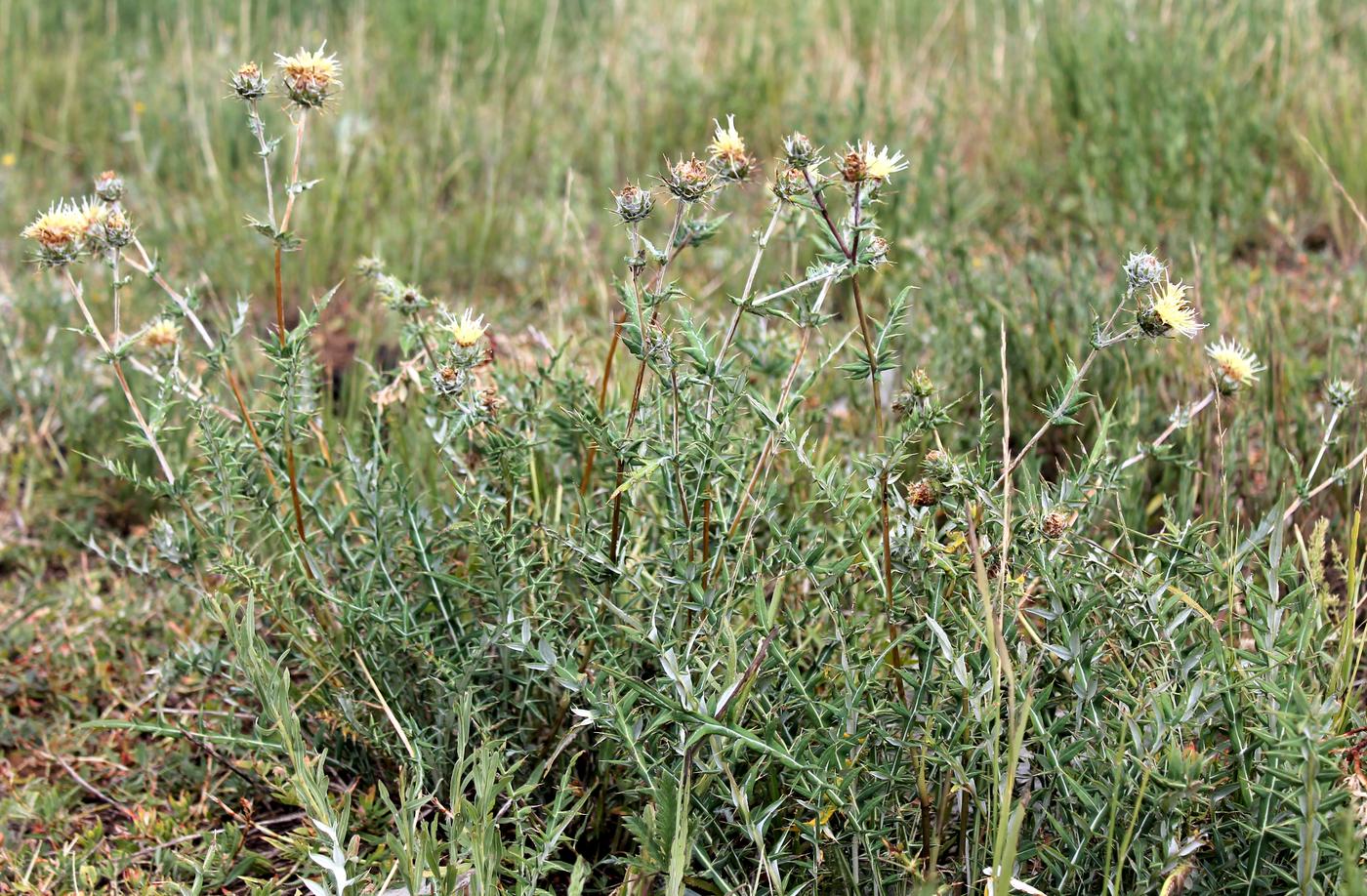 Изображение особи Cousinia chrysantha.