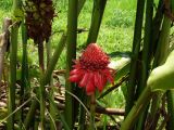 Etlingera elatior