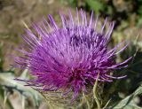 Cirsium cephalotes