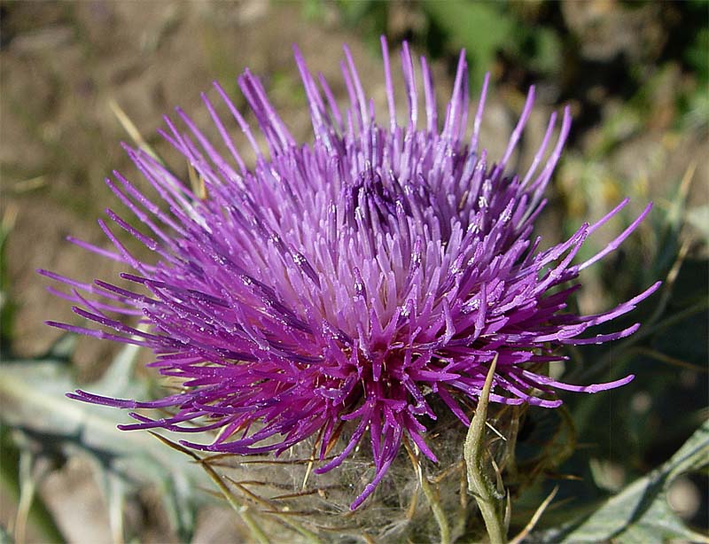 Изображение особи Cirsium cephalotes.