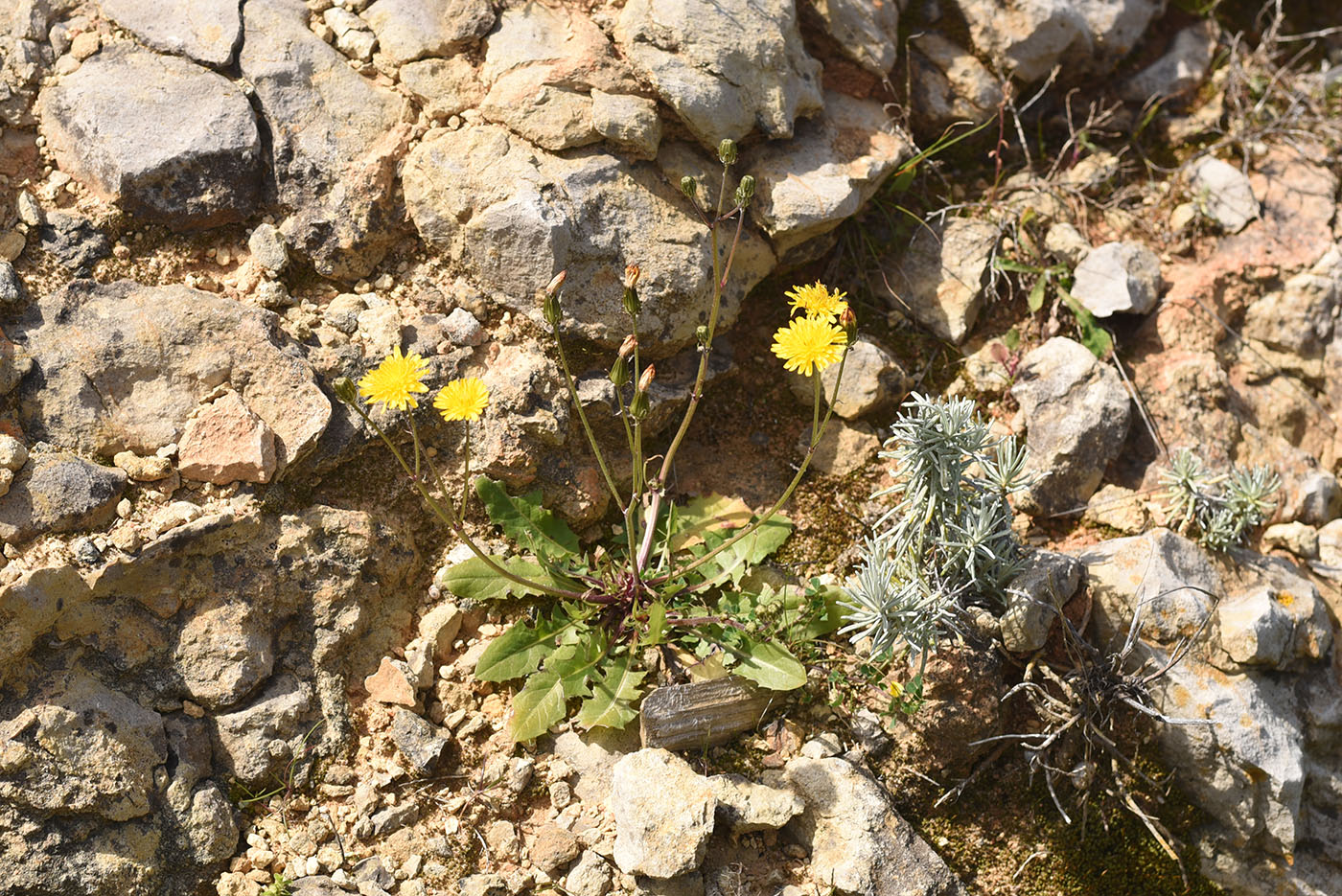 Изображение особи семейство Asteraceae.