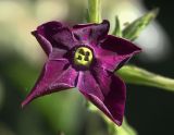 Nicotiana alata