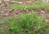 Oxytropis adamsiana. Растение с плодоносящими и цветущим побегами. Красноярский край, г. Норильск, окр. р-на Талнах, на склоне горы. 11.07.2020.