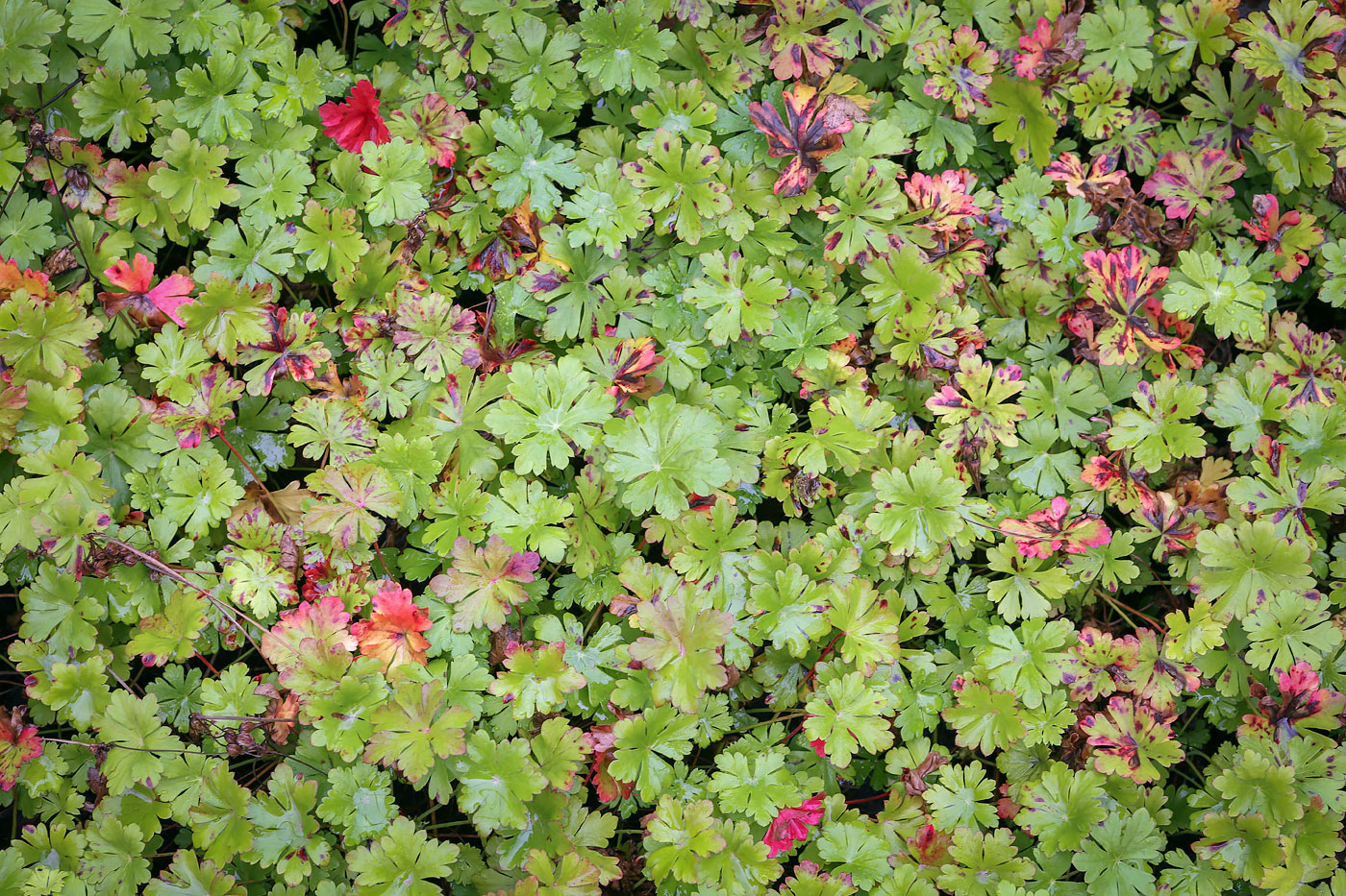 Image of Geranium macrorrhizum specimen.