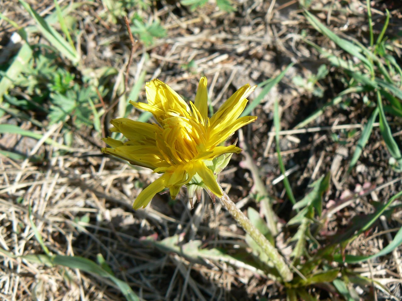 Image of Taraxacum ussuriense specimen.