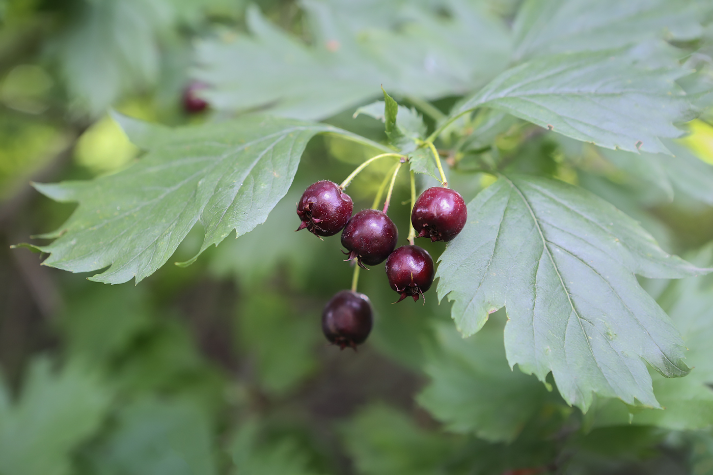Image of Crataegus almaatensis specimen.