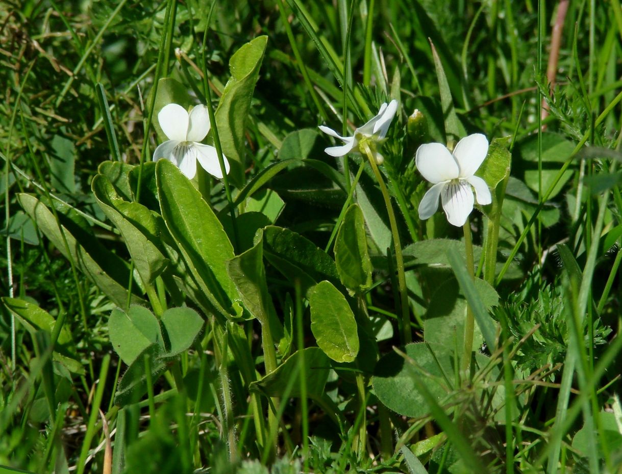 Изображение особи Viola patrinii.