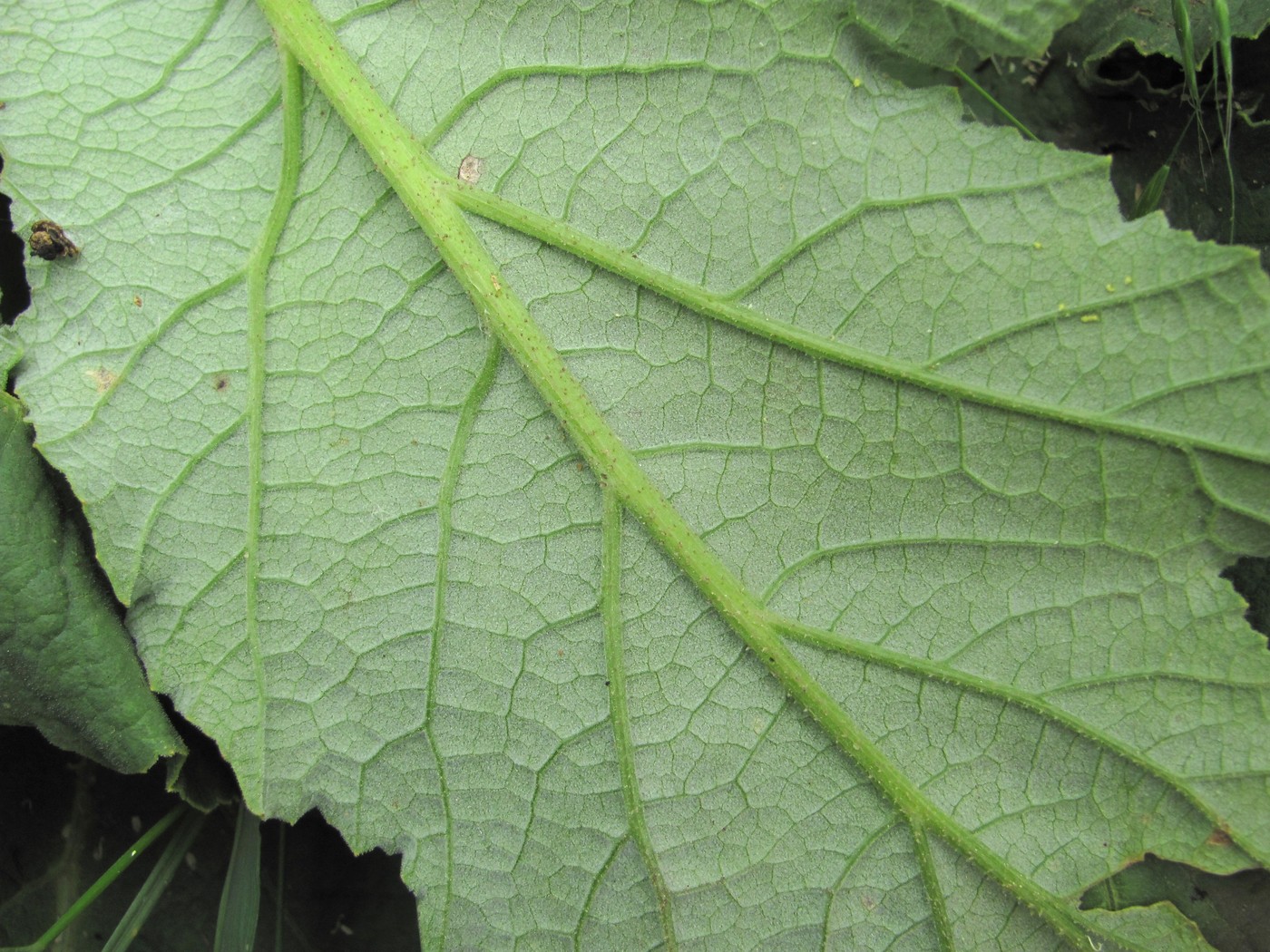 Image of Heracleum leskovii specimen.