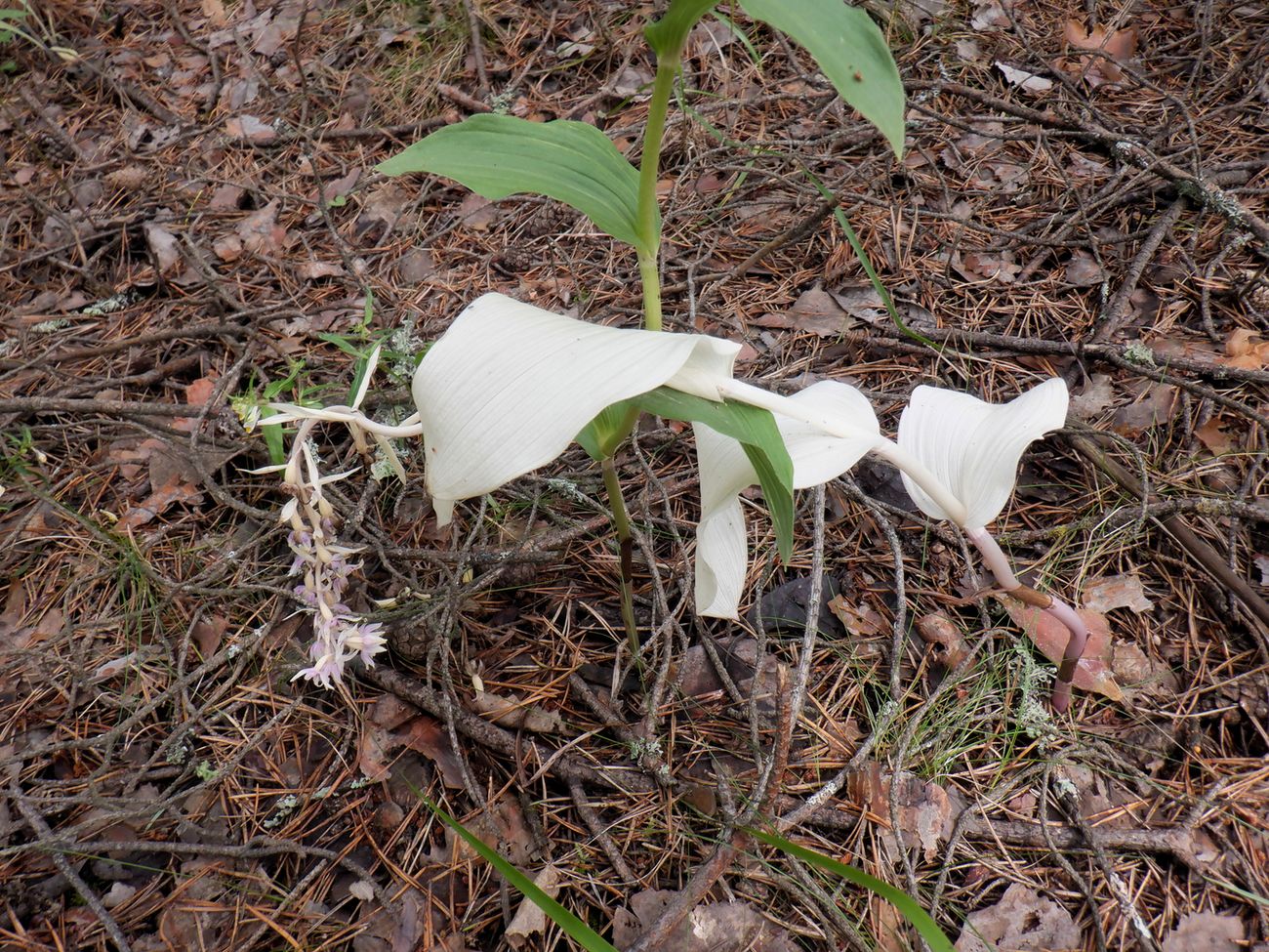 Изображение особи Epipactis helleborine.