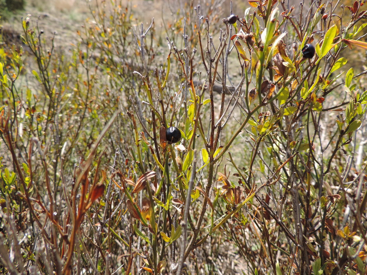 Image of Jasminum fruticans specimen.