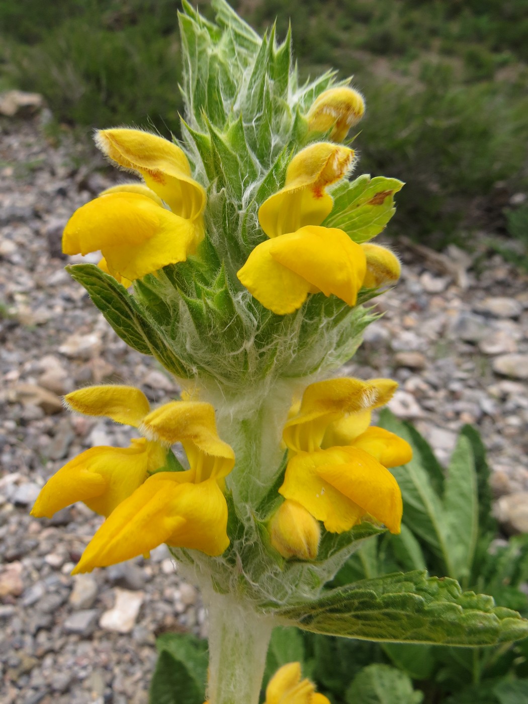 Image of Phlomoides sarawschanica specimen.