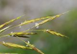 Bromopsis probatovae