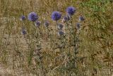 Echinops biebersteinii. Верхушки цветущих растений. Краснодарский край, Анапское муниципальное образование, окр. станицы Благовещенская, Витязевская коса, дюна. 24.07.2020.