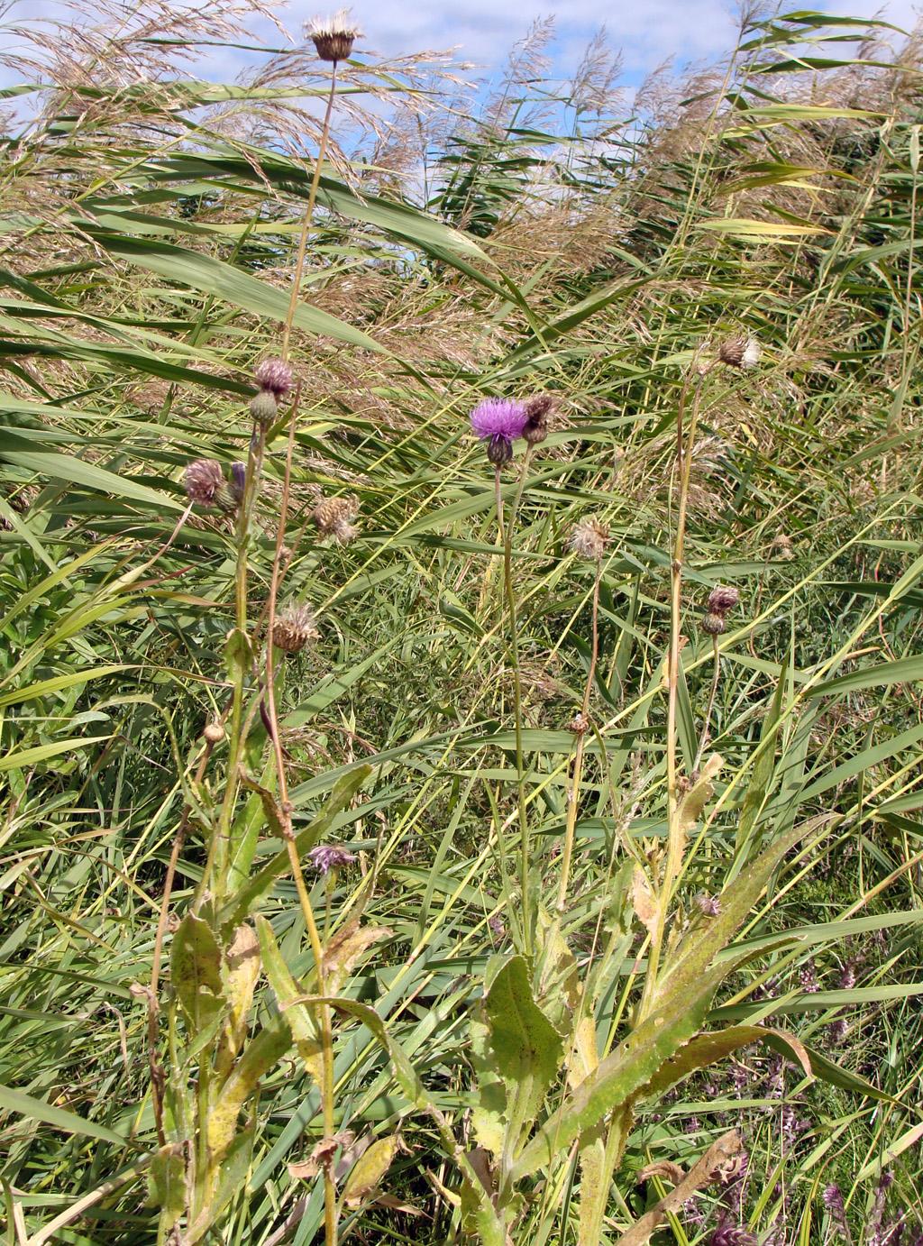 Image of Cirsium canum specimen.