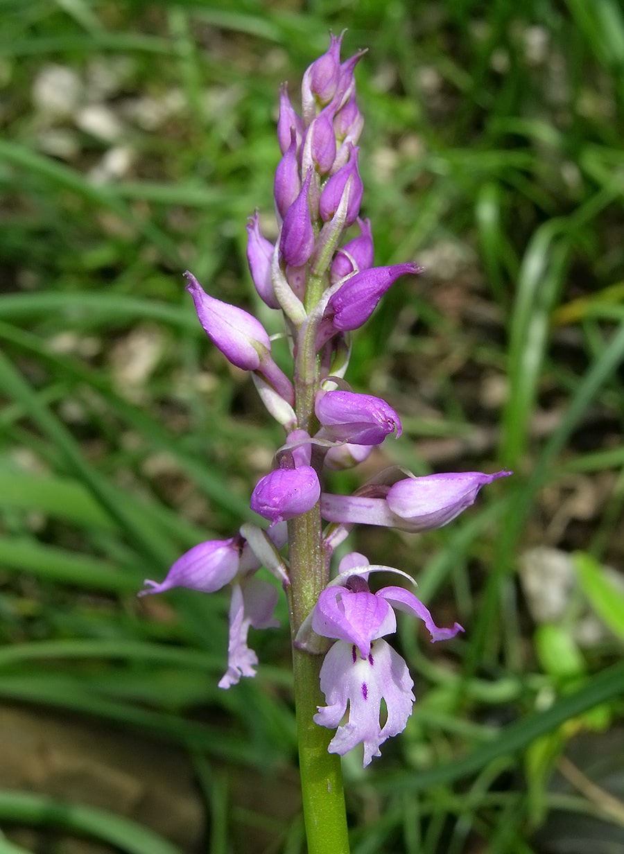 Image of Orchis patens specimen.