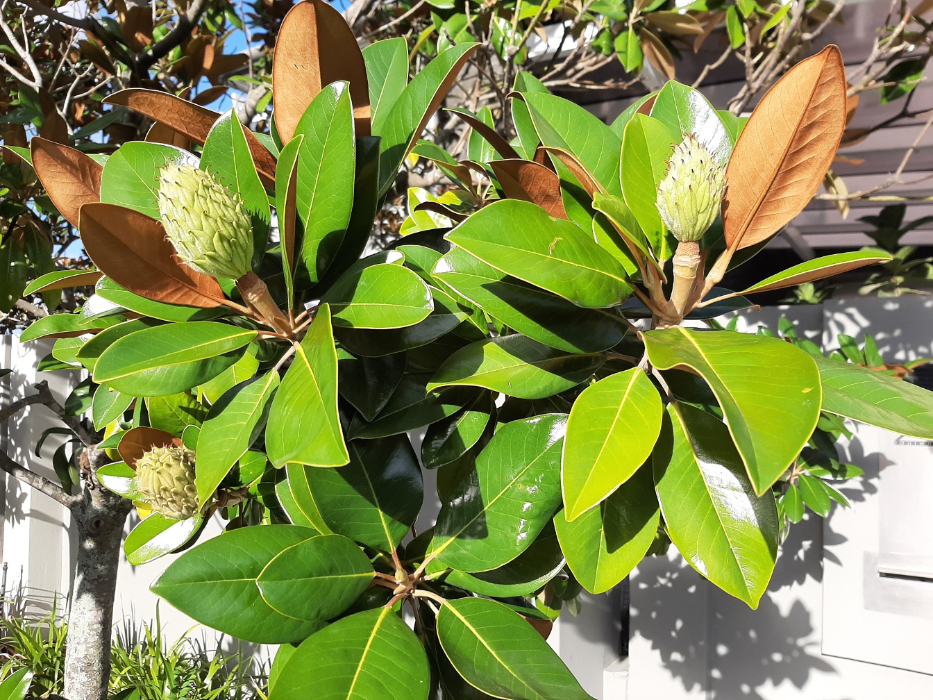 Image of Magnolia grandiflora specimen.