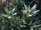Leontopodium ochroleucum