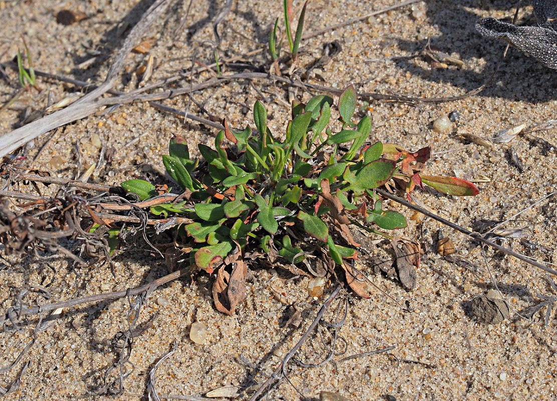 Изображение особи Rumex acetosella.