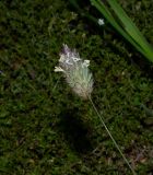 Phalaris brachystachys