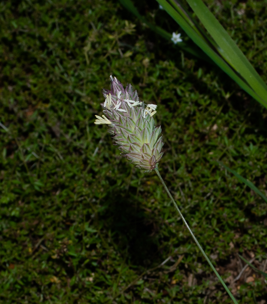 Изображение особи Phalaris brachystachys.