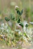 Trifolium leucanthum. Цветущее растение. Крым, Керченский п-ов, Приазовье, Караларская степь, засолённая степь. 6 мая 2021 г.