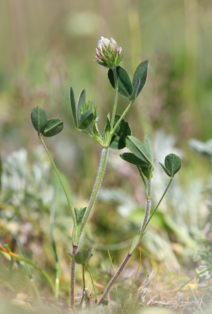 Изображение особи Trifolium leucanthum.