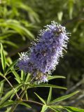 Vitex agnus-castus