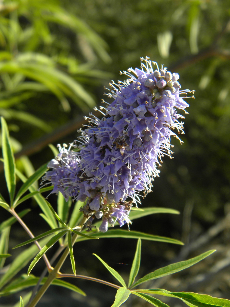 Изображение особи Vitex agnus-castus.
