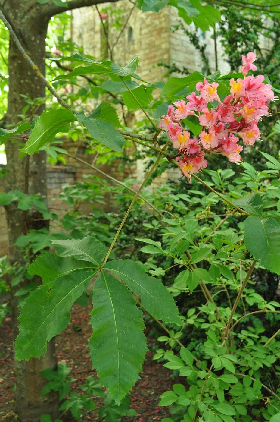 Изображение особи Aesculus &times; carnea.