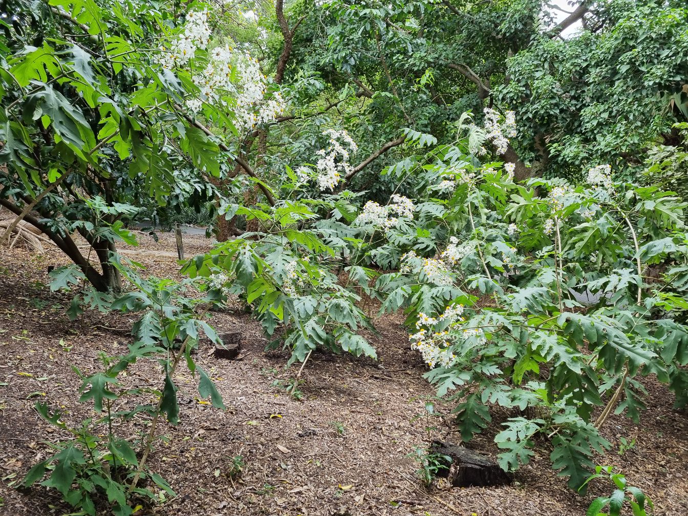 Изображение особи Montanoa grandiflora.