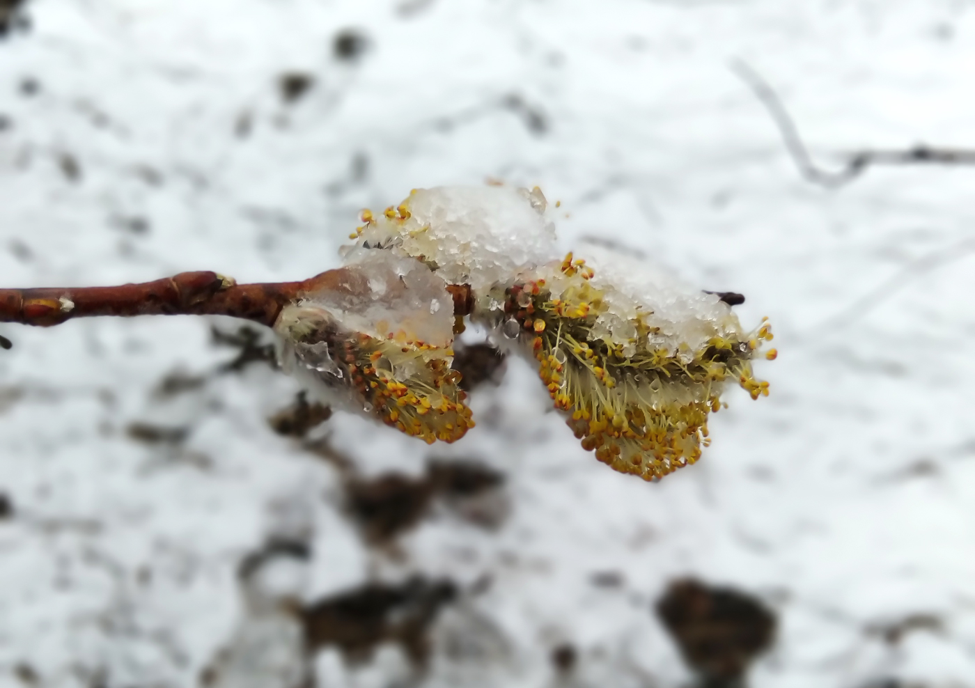 Image of genus Salix specimen.