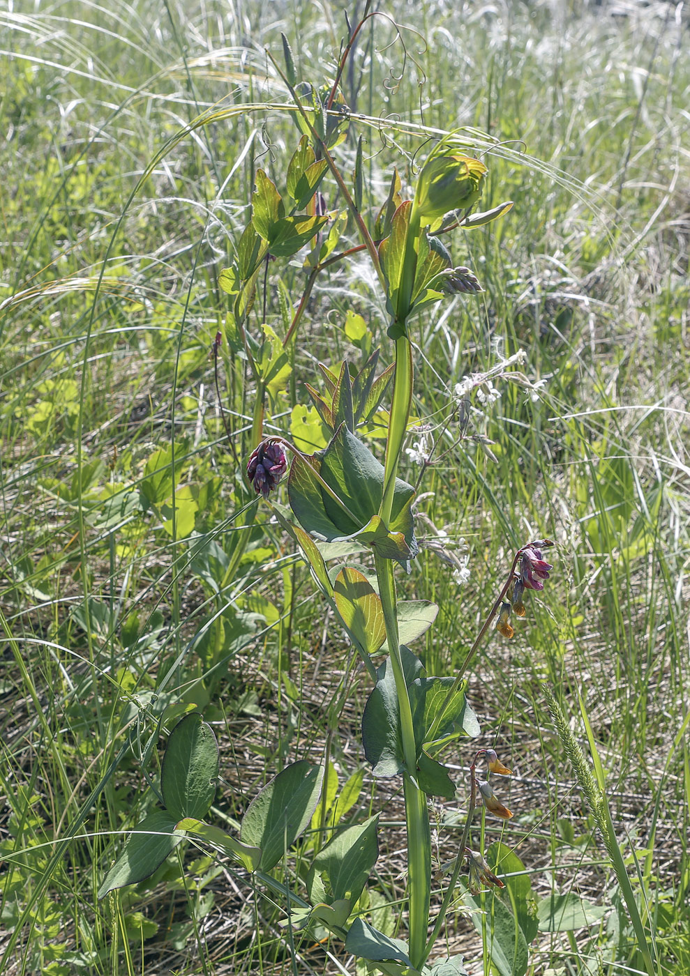 Изображение особи Lathyrus pisiformis.