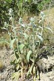 Stachys velata