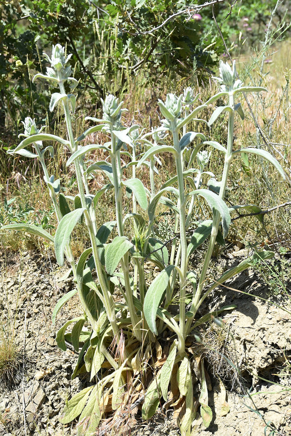 Image of Stachys cretica specimen.