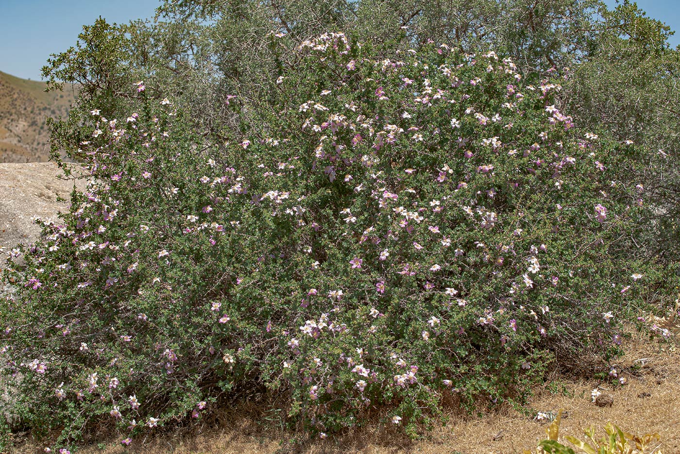 Image of Rosa maracandica specimen.